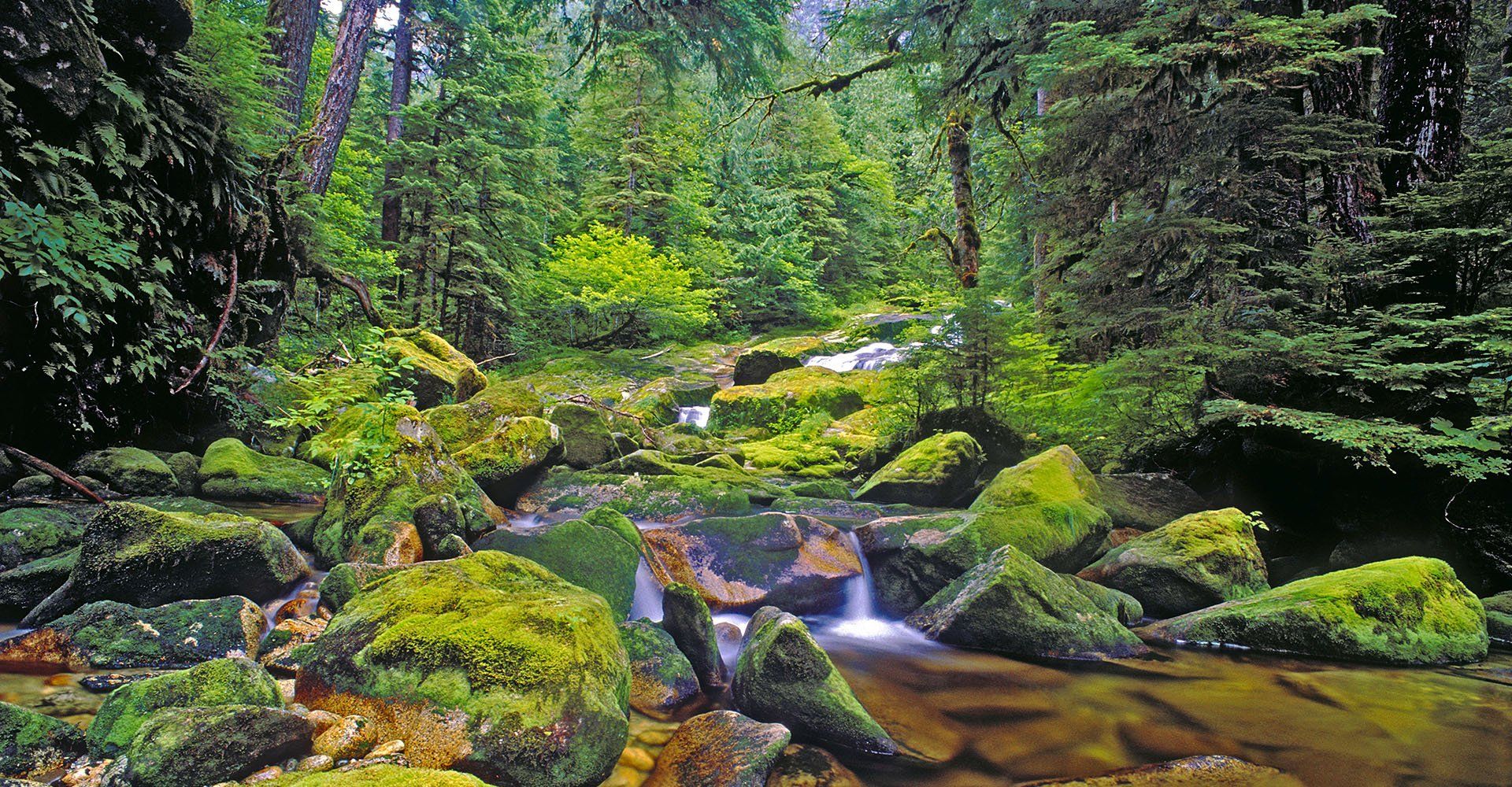 Alaska - Voyage to Great Bear Rainforest